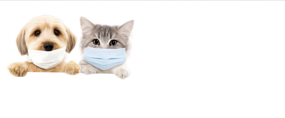 Photo of a cat and dog wearing medical masks holding the bottom edge of an empty white banner isolated on a pastel background Space for text above the banner