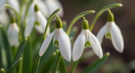 Fototapeta premium Snowdrop Flowers in Early Spring Bloom.
