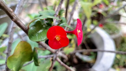 Vivid red Euphorbia milii (Crown of Thorns) flowers with lush green leaves, a beautiful close-up in tropical sunlight.