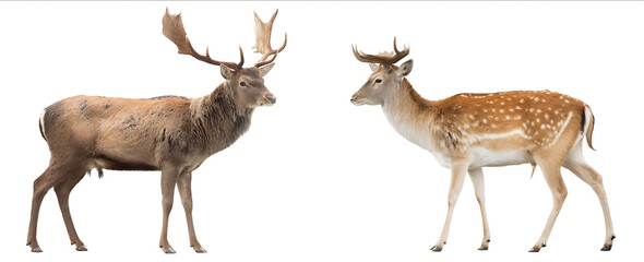 Photograph of a red deer and fallow deer standing side by side isolated on a white background transparent realistic stock photography high key full body