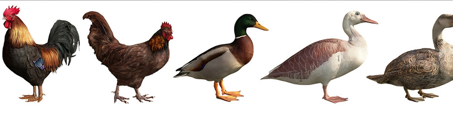 Fototapeta premium Fullbody side view of different farm animals a rooster and a turkey on the left a duck in the center right and a Turkish field goose on a white background Ph