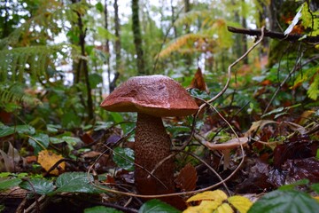 Champignon marron cèpe dans une forêt humide au début de l'automne