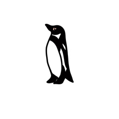 Fototapeta premium humboldt penguin animal natural living habitat cute lovely 