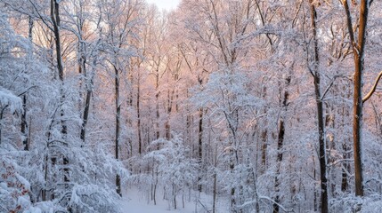 Fototapeta premium Snowy Forest At Sunrise