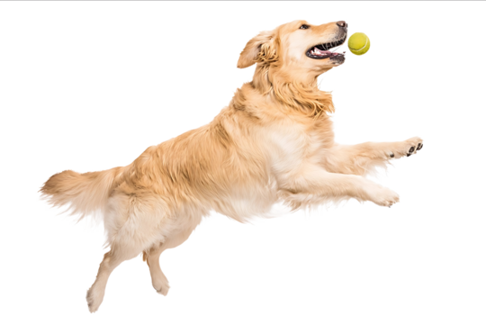 Golden Retriever dog playing with a tennis ball jumping and leaping in the air isolated on a white background