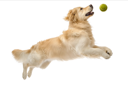 Golden Retriever dog playing with a tennis ball jumping in the air isolated on a white background Concept of a playful and active pet animal captured by a pr