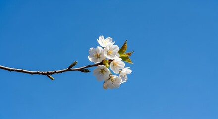 White cherry blossoms on a branch against blue sky.