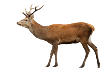 Photograph of a red deer isolated on a white background with a clipping path Fullbody portrait of a male deer in a natural pose