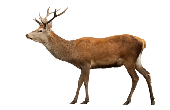 Photograph of a red deer isolated on a white background with a clipping path Fullbody portrait of a male deer in a natural pose
