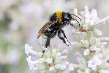 White-tailed bumblebee collecting nectar on lavender flower macro