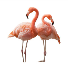 Two pink flamingos standing on a white background full body realistic photography