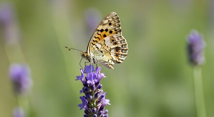 Obraz premium Spotted Fritillary Butterfly on a Purple Lavender Flower.