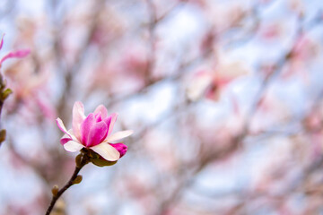 Fototapeta premium Blooming magnolia in spring. Beautiful buds of pink flowers close-up with blurred space for text.