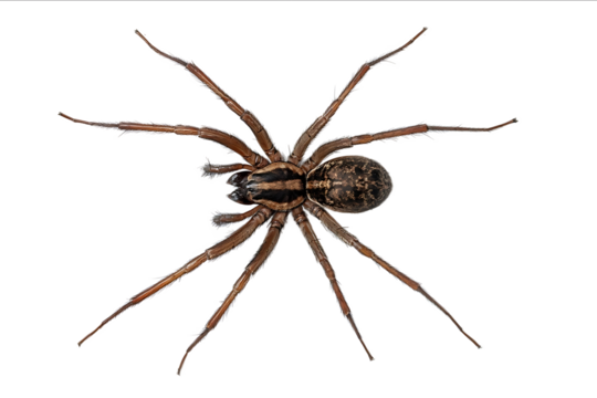 Fullbody topview image of a brown house spider on a white background isolated