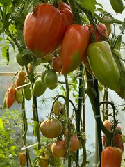 Owoce pomidorów, 100 % eko , polska wieś  © Maciej G. Szling