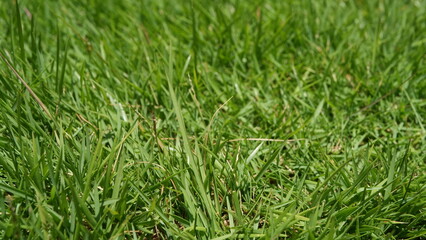 Green backyard grass closeup view.