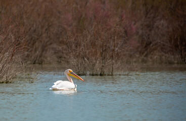 A flock of pelican birds walks along the blue lake of Cyprus. Flying pelicans in the blue sky. Waterfowl at the nesting site.