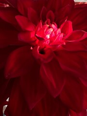 Wnętrze czerwonego kwiatka  © Maciej G. Szling