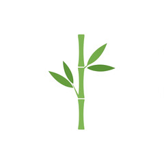Fototapeta premium bamboo plant isolated on white