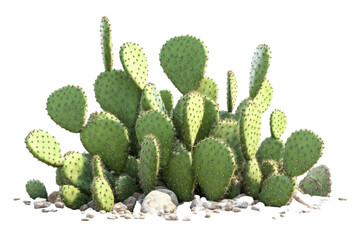 Prickly pear cactus plant with spines isolated on transparent background