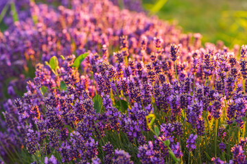 Close up, macro view of vibrant purple lavender flowers in soft evening sunlight. Golden light, delicate texture and fragrant essence of blooming plants in full summer. Natural background, lanscape