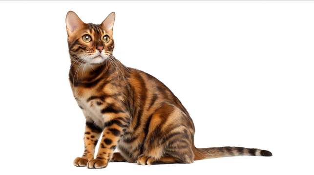 Bengal cat isolated on a white background full body in a photo studio with copy space concept