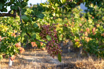 Fototapeta premium Fresh Pistachio nuts on tree brunch ready for harvest 