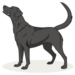 A sleek black labrador retriever stands alert with its head held high and mouth open