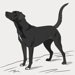 A sleek black labrador retriever stands alertly with its head tilted upwards and tail held high