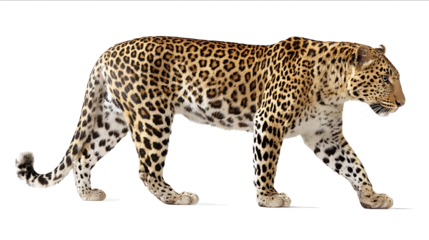 Photo of a leopard walking isolated on a white background with a clipping path Fullbody portrait
