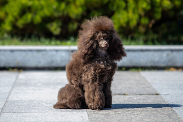 Brown toy poodle on green background