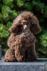 Brown toy poodle on green background