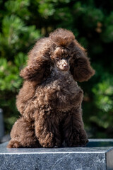 Brown toy poodle on green background