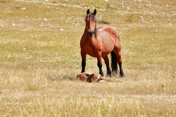 Taking Care of Her Son