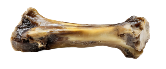 Beef bone for dogs isolated on a white background with a clipping path Fully in focus Realistic photograph