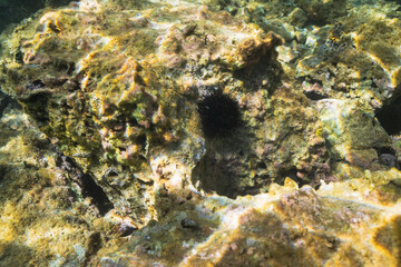 A spiky black sea urchin nestled amongst the algae-covered rocks of the seabed in the clear sunlit ocean water.