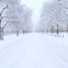 Obraz premium Snowy Winter Pathway Photo