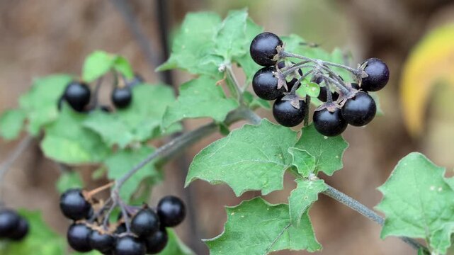 Greenspot Nightshade, Solanum Douglasii, an enticing native synoecious subshrub displaying mature globose glabrous calycate indehiscent berry fruit during Summer in Coastal Los Angeles County.