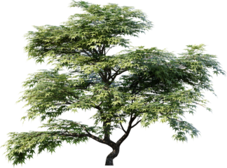 Transparent tree, nature, winter, branch, white, silhouette, isolated, snow, sky, black, bare, season, cold, forest, landscape, plant, dead, single, branches, vector, blue, trees, Christmas