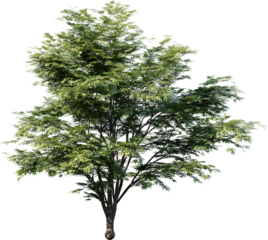 Transparent tree, nature, winter, branch, white, silhouette, isolated, snow, sky, black, bare, season, cold, forest, landscape, plant, dead, single, branches, vector, blue, trees, Christmas