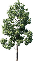 Transparent tree, nature, winter, branch, white, silhouette, isolated, snow, sky, black, bare, season, cold, forest, landscape, plant, dead, single, branches, vector, blue, trees, Christmas