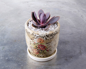 Miniature succulent cactus small there are many varieties plants, at the beautiful flower pot.