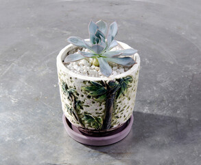 Miniature succulent cactus small there are many varieties plants, at the beautiful flower pot.