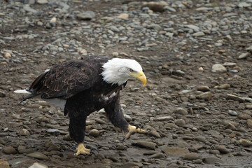 Bald eagles walking are a commical sight