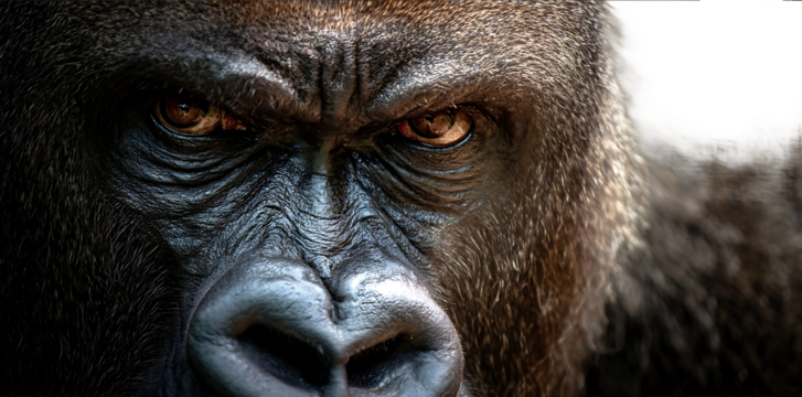 Closeup of the face and eyes of an angry gorilla showing an intense gaze and furrowed brow in a natural habitat setting Highresolution photograph capturing t