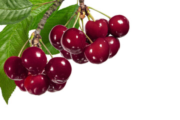 Cherries with with on a branch with green leaves on isolated background close-up, for juice or jam packaging design