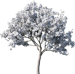 Fototapeta premium Transparent tree, nature, winter, branch, white, silhouette, isolated, snow, sky, black, bare, season, cold, forest, landscape, plant, dead, single, branches, vector, blue, trees, christmas