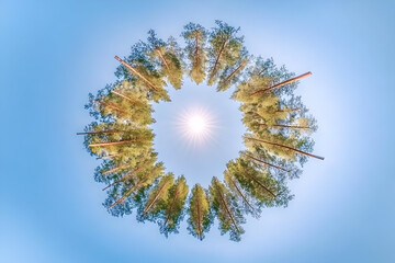 Obraz premium Sunlit Pine Tree Circle - Little Planet Forest Illustration