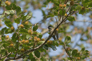 Great Tit in a Hazel Tree