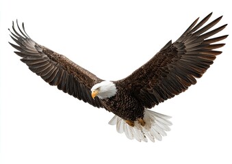 Obraz premium Bald eagle in flight against white background